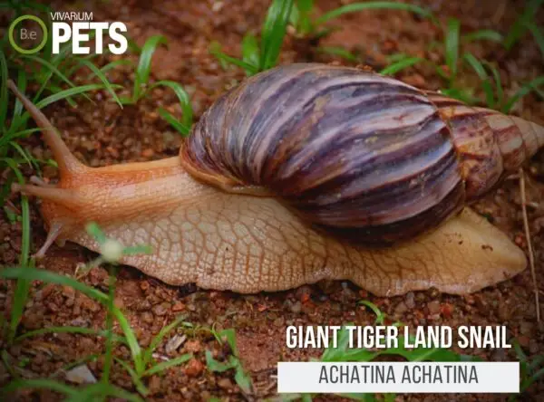 Achatina achatina "Giant Tiger Land Snail" Care Guide