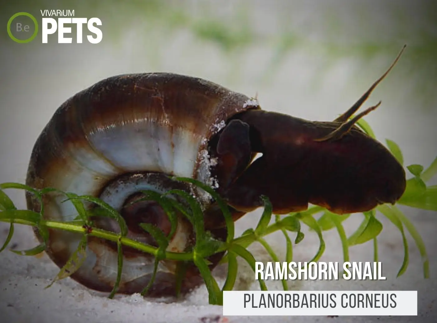 Planorbarius corneus "Ramshorn Snail" Care Guide