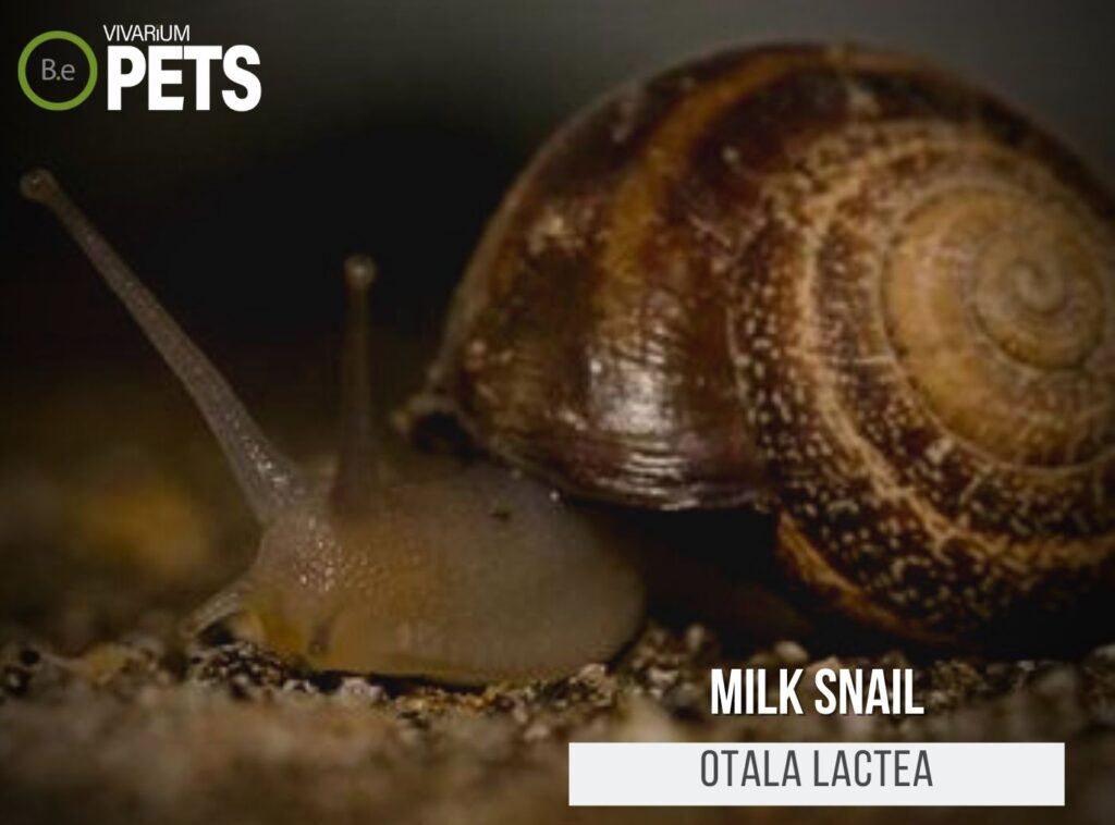 The Ultimate Otala Lactea 