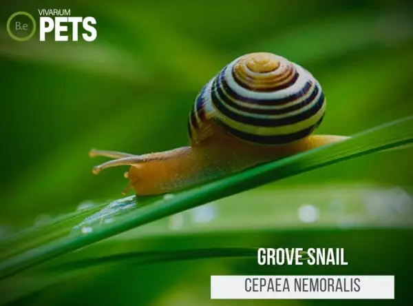 Grove Snails: The Ultimate Cepaea nemoralis Care Guide!