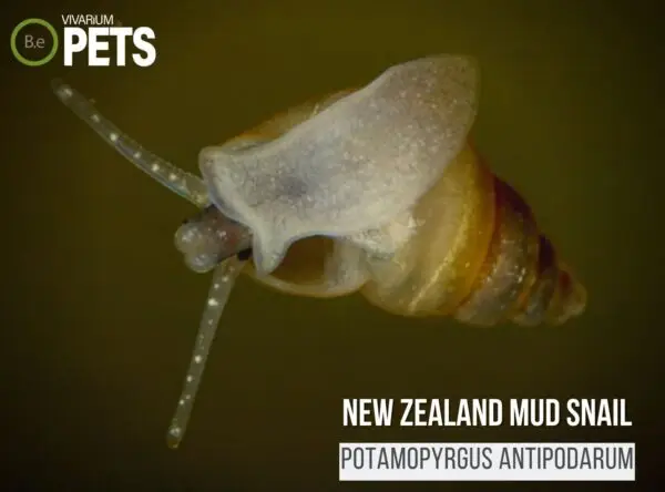 Potamopyrgus antipodarum "New Zealand Mud Snail" Care Guide