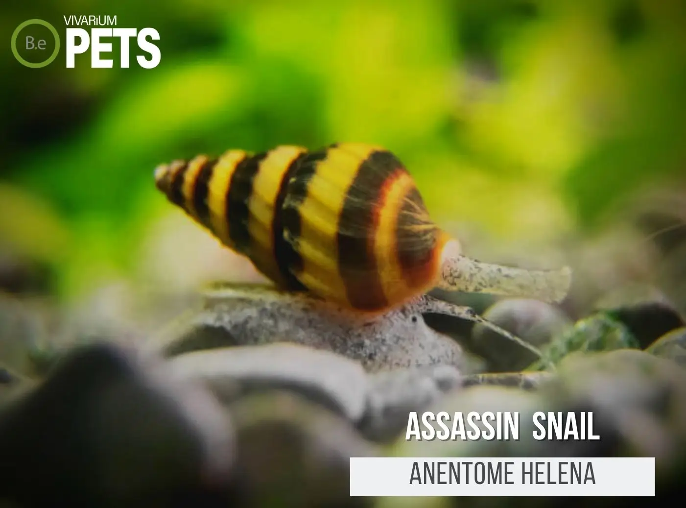 The Ultimate Anentome helena "Assassin Snail" Care Guide