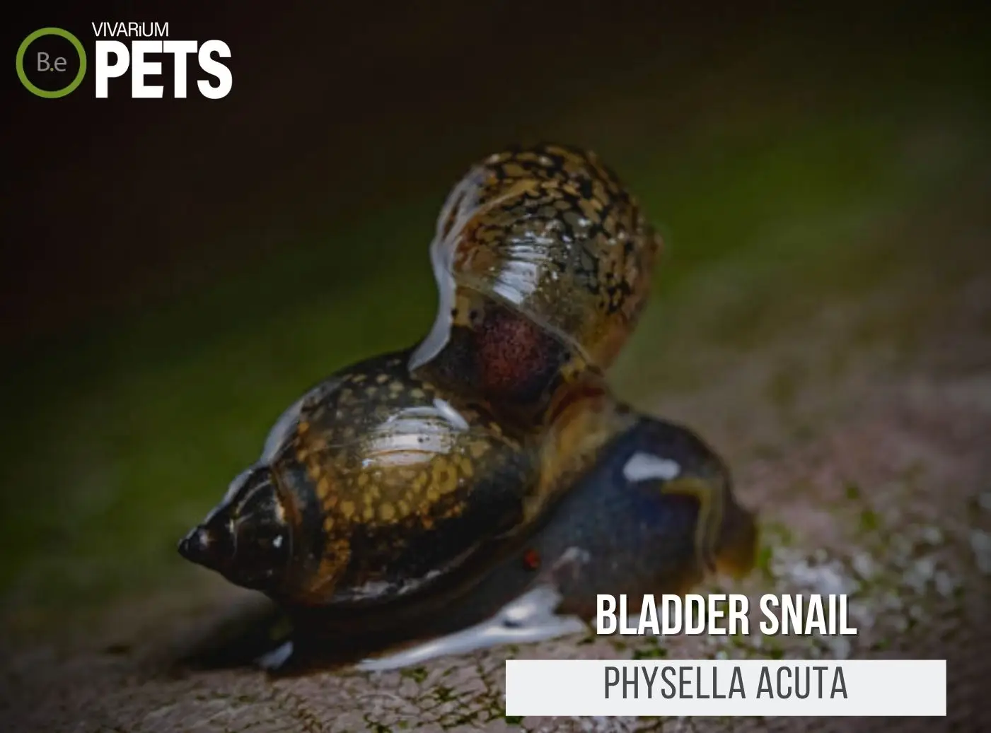 The Ultimate Physella acuta "Bladder snail" Care Guide!