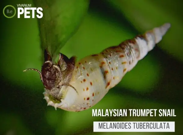 Melanoides tuberculata "Malaysian Trumpet Snail" Care Guide