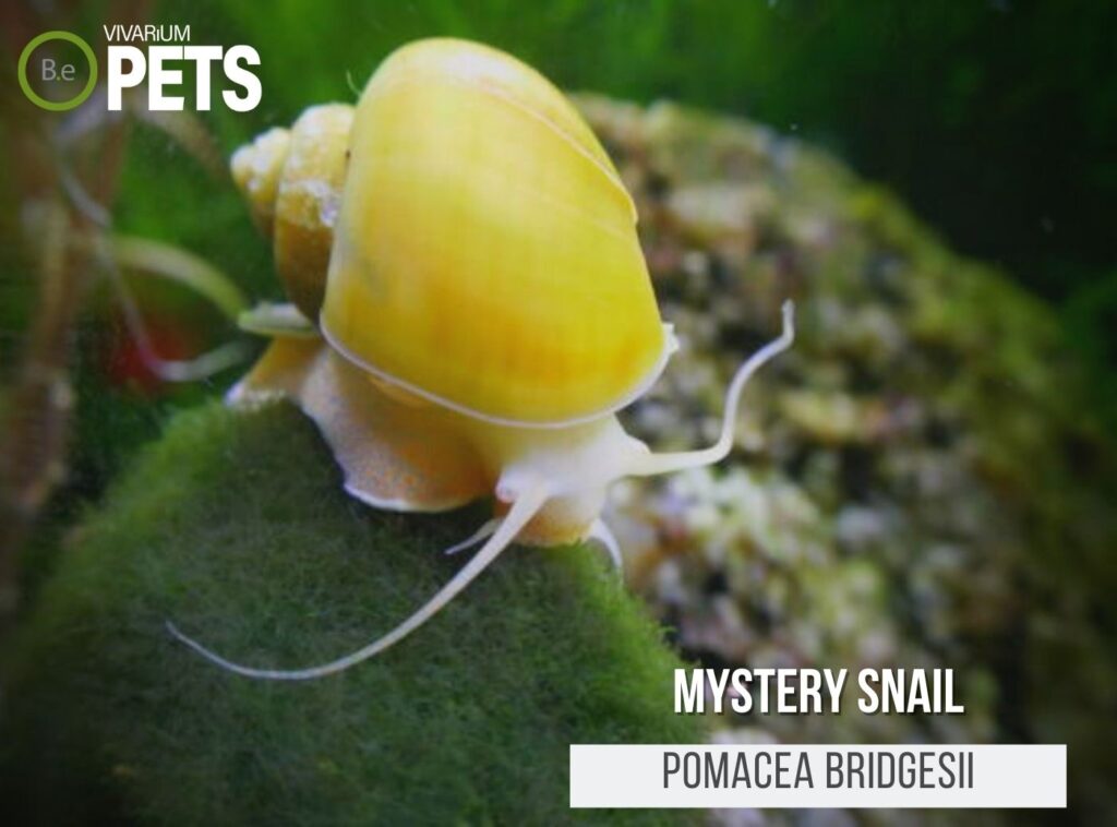 Mystery Snails The Ultimate Pomacea Bridgesii Care Guide!