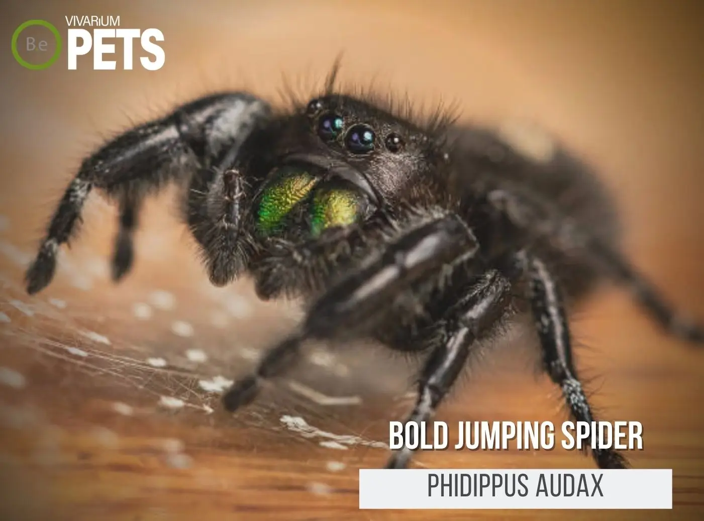 Jumping spider, Miniature, Colorful, Agile