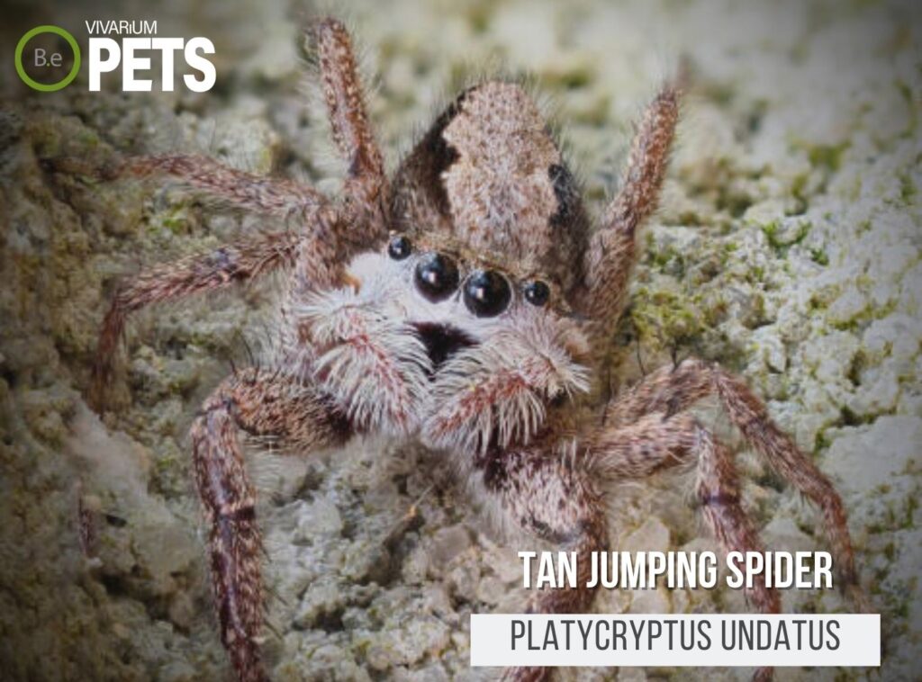 Tan Jumping Spiders The Platycryptus Undatus Care Guide!
