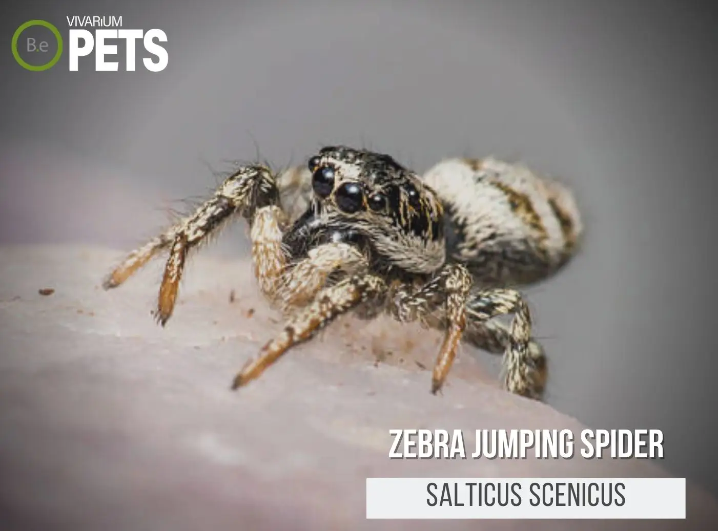 Zebra Jumping Spiders: A Salticus Scenicus Care Guide!