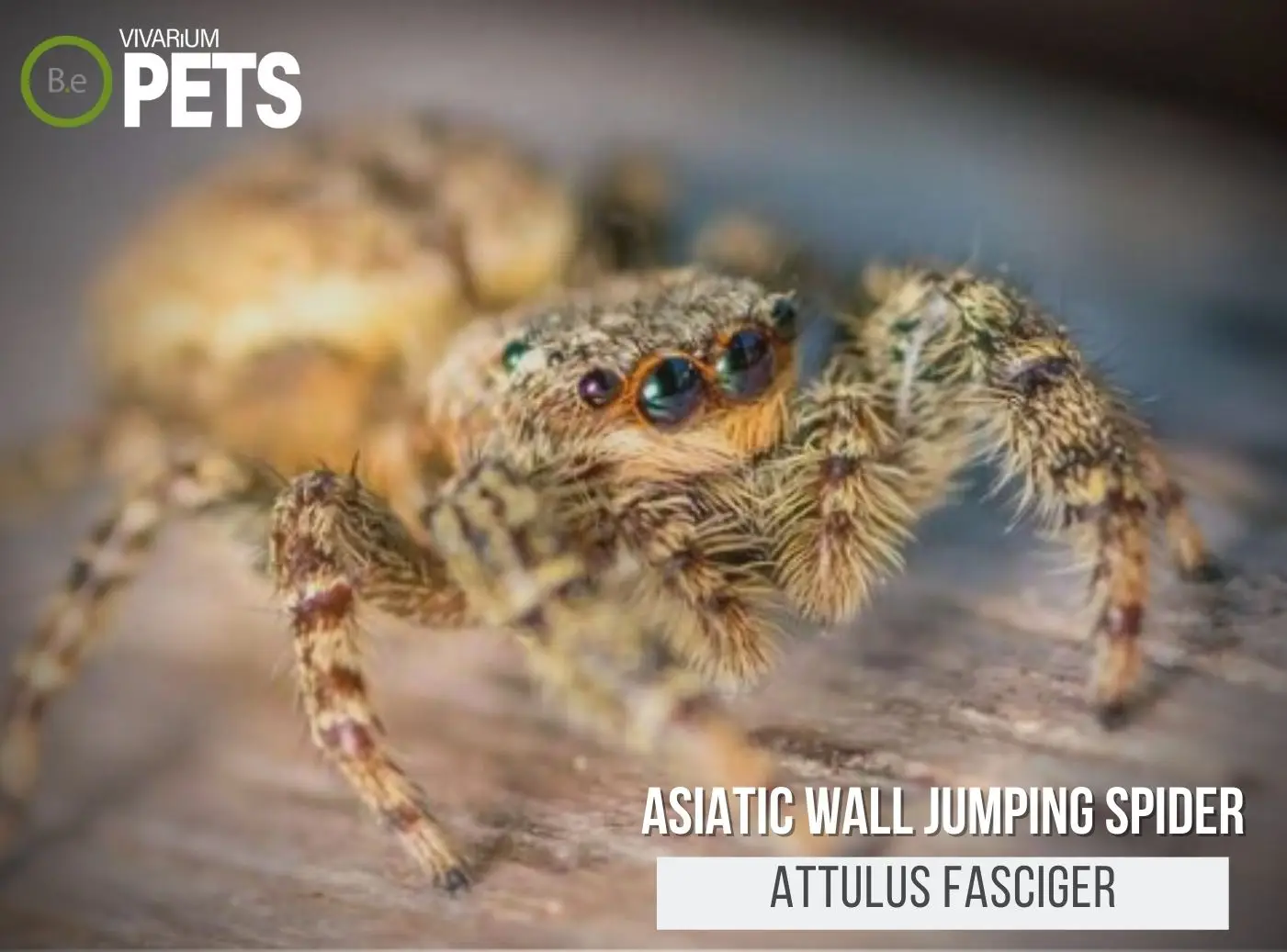 Attulus fasciger: An Asiatic Wall Jumping Spider Care Guide!