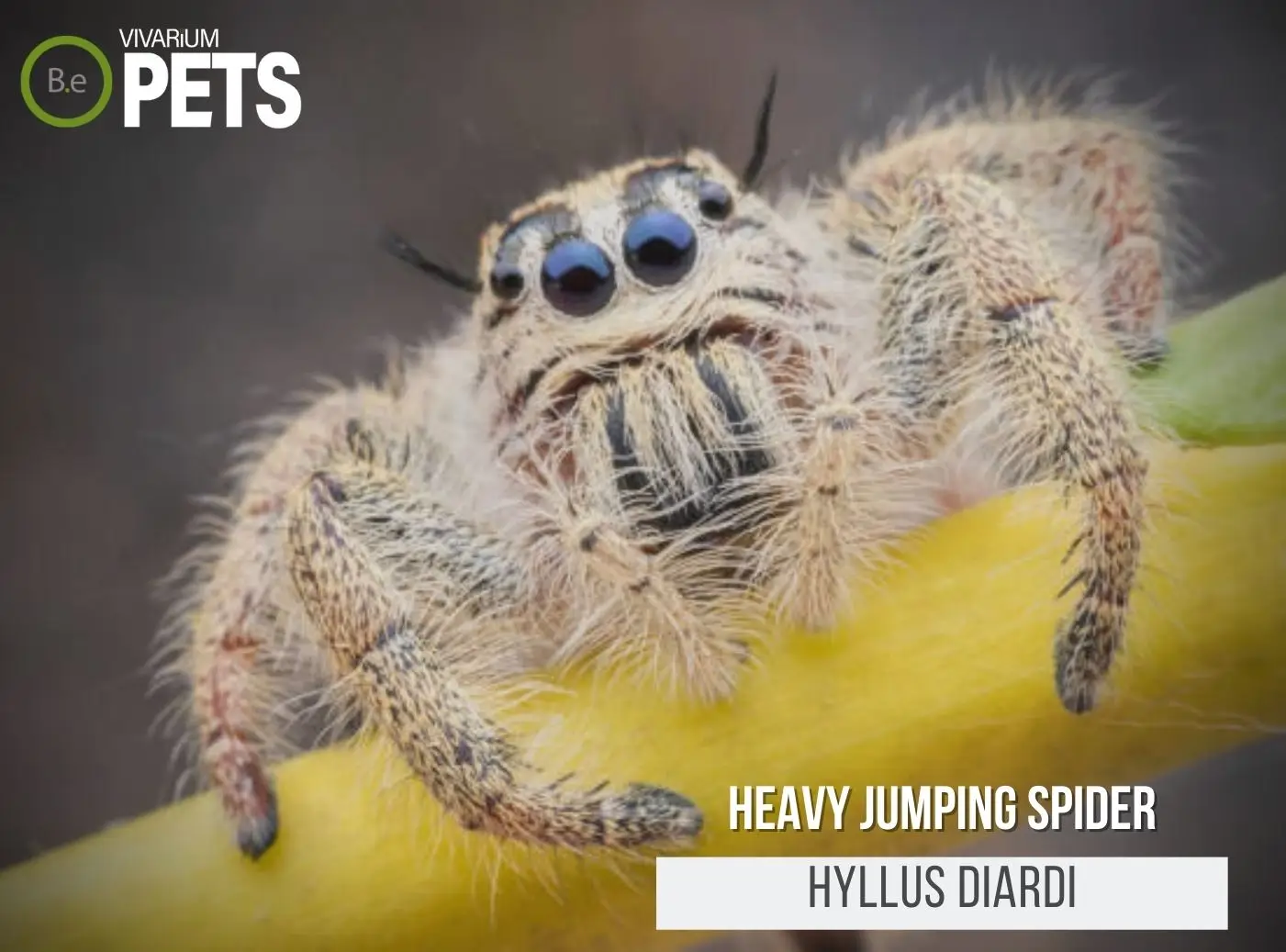 Hyllus diardi: A Complete Heavy Jumping Spider Care Guide!