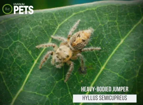 Hyllus semicupreus: The Heavy-bodied Jumper Care Guide