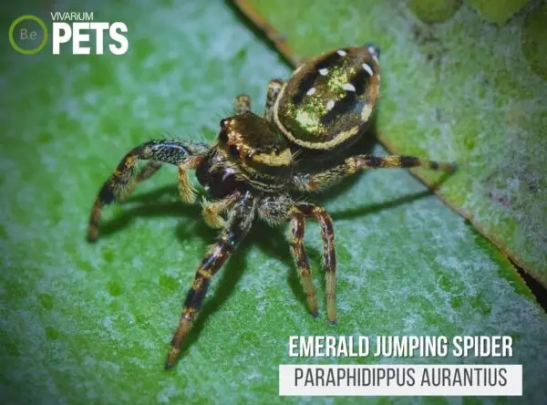 Emerald Jumping Spider: A Paraphidippus aurantius Care Guide!