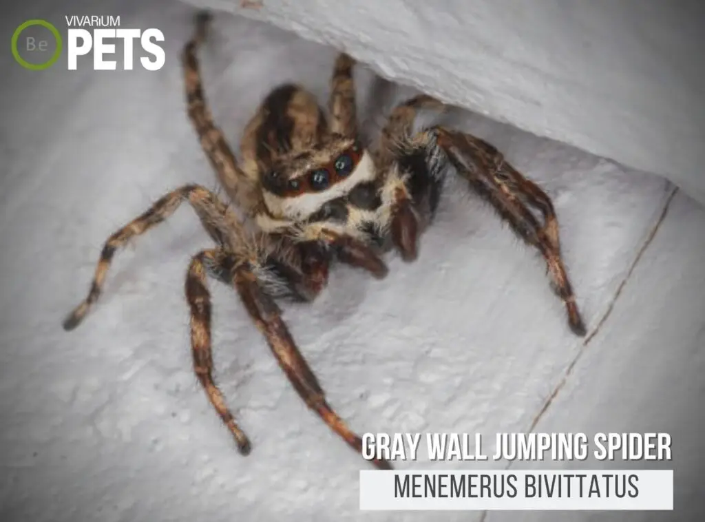 Menemerus bivittatus: Gray Wall Jumping Spider Care Guide