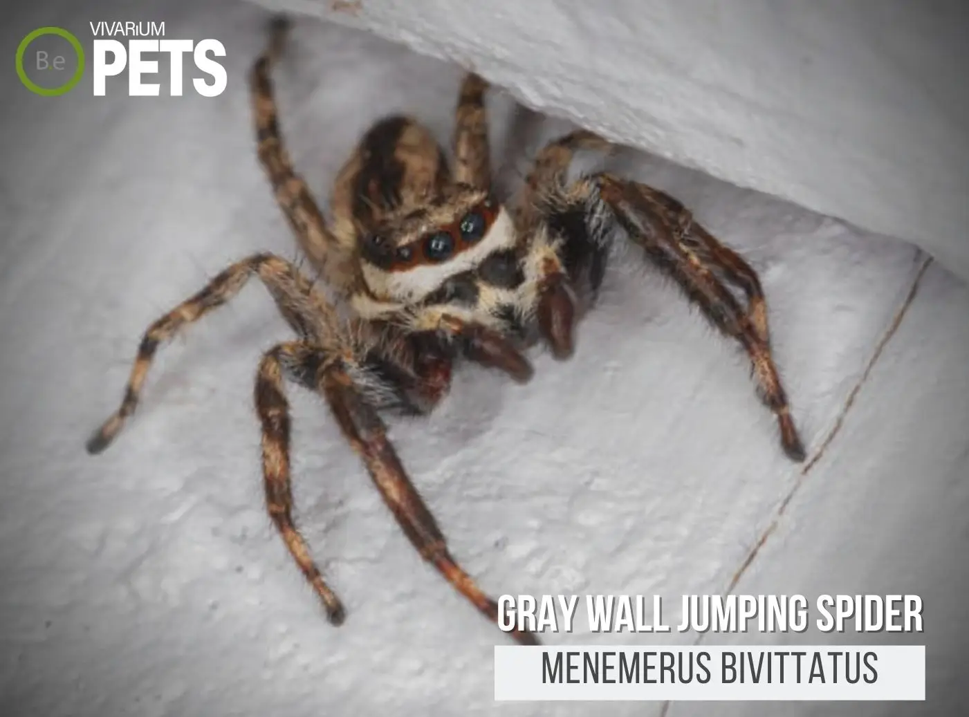 Menemerus Bivittatus: Gray Wall Jumping Spider Care Guide