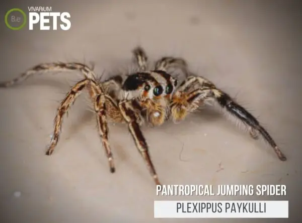 Plexippus paykulli: A Pantropical Jumping Spider Care Guide