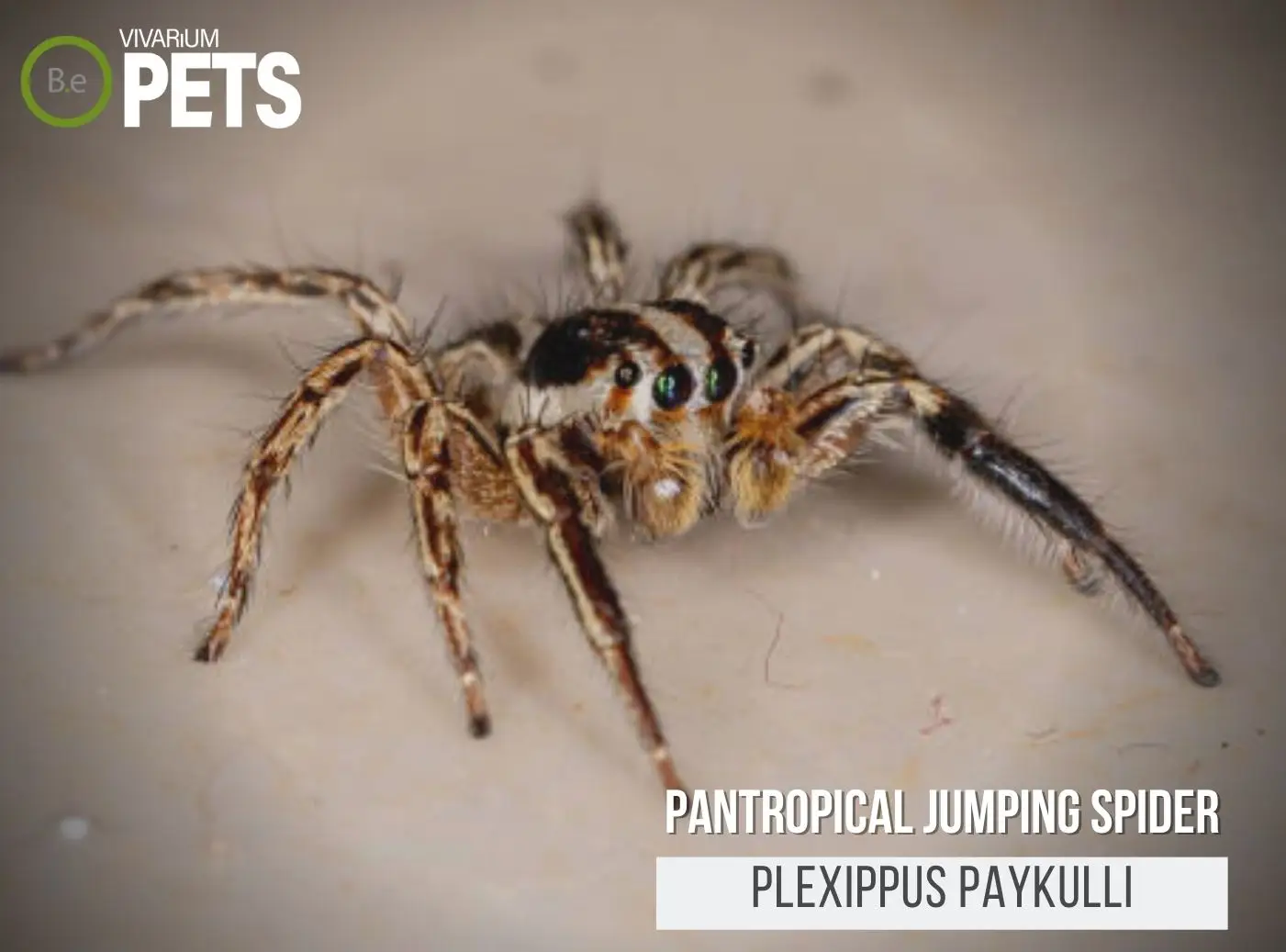 Plexippus Paykulli: A Pantropical Jumping Spider Care Guide