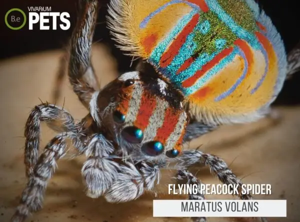 Peacock Spiders: The Ultimate Maratus volans Care Guide!