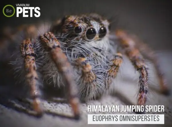 Euophrys omnisuperstes: Himalayan Jumping Spider Care!