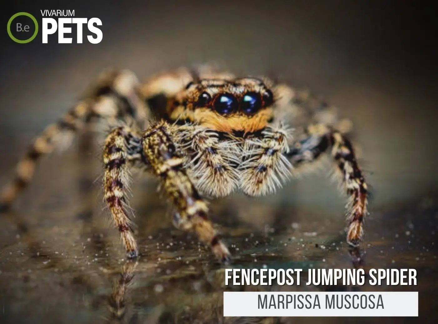 Baby Jumping Spiders See Surprisingly Well