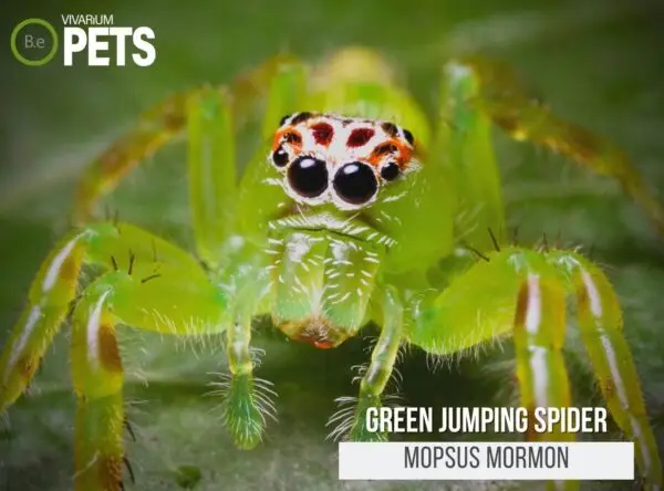 Green Jumping Spider: The Mopsus mormon Care Guide!