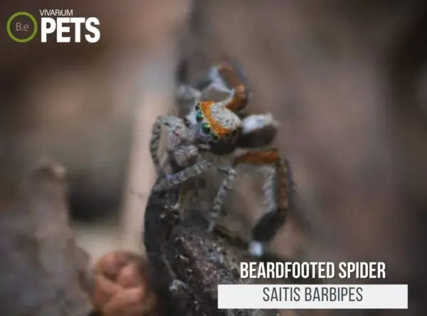 Saitis barbipes: A Complete Beardfooted Spider Care Guide!