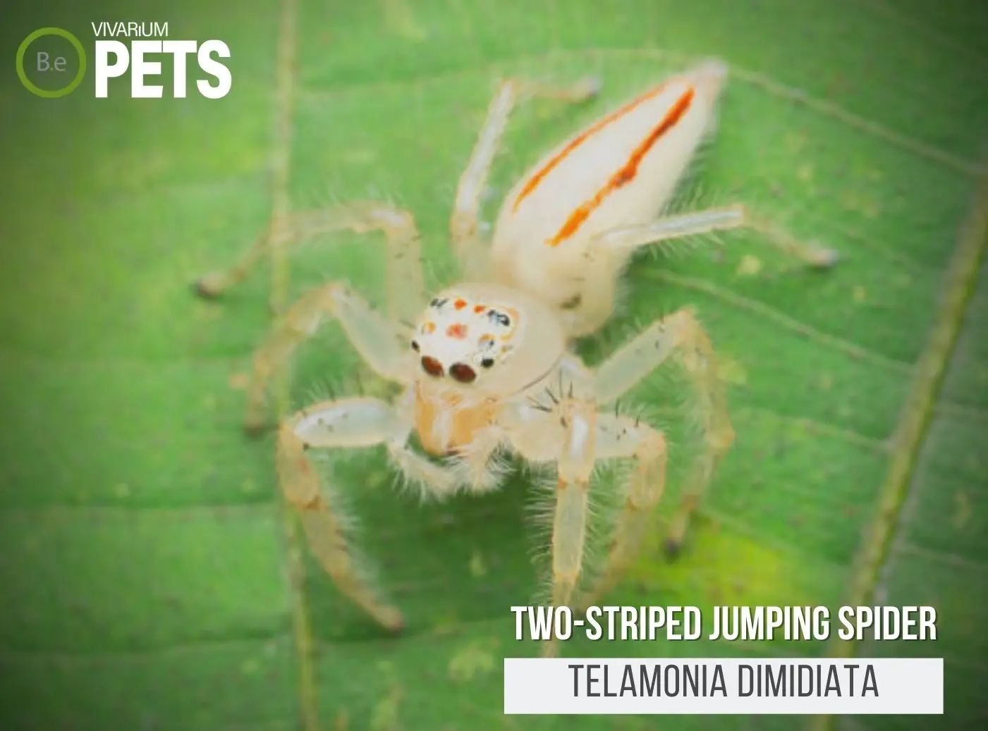 Telamonia dimidiata: Two-striped Jumping Spider Care Guide!