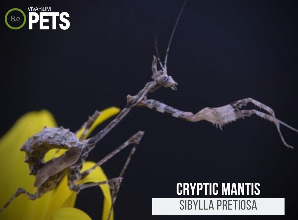 Sibylla Pretiosa: The Ultimate Cryptic Mantis Care Guide!