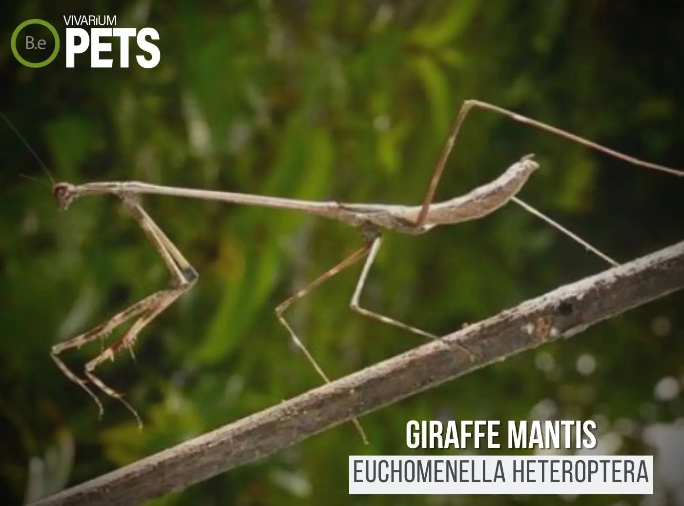 Giraffe Mantis: A Full Euchomenella heteroptera Care Guide!