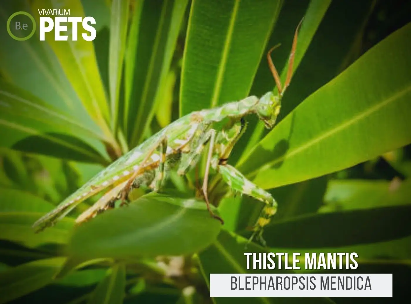 Blepharopsis mendica: Complete Thistle Mantis Care Guide