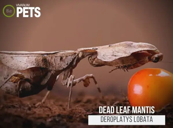 Dead Leaf Mantis: A Complete Deroplatys lobata Care Guide!