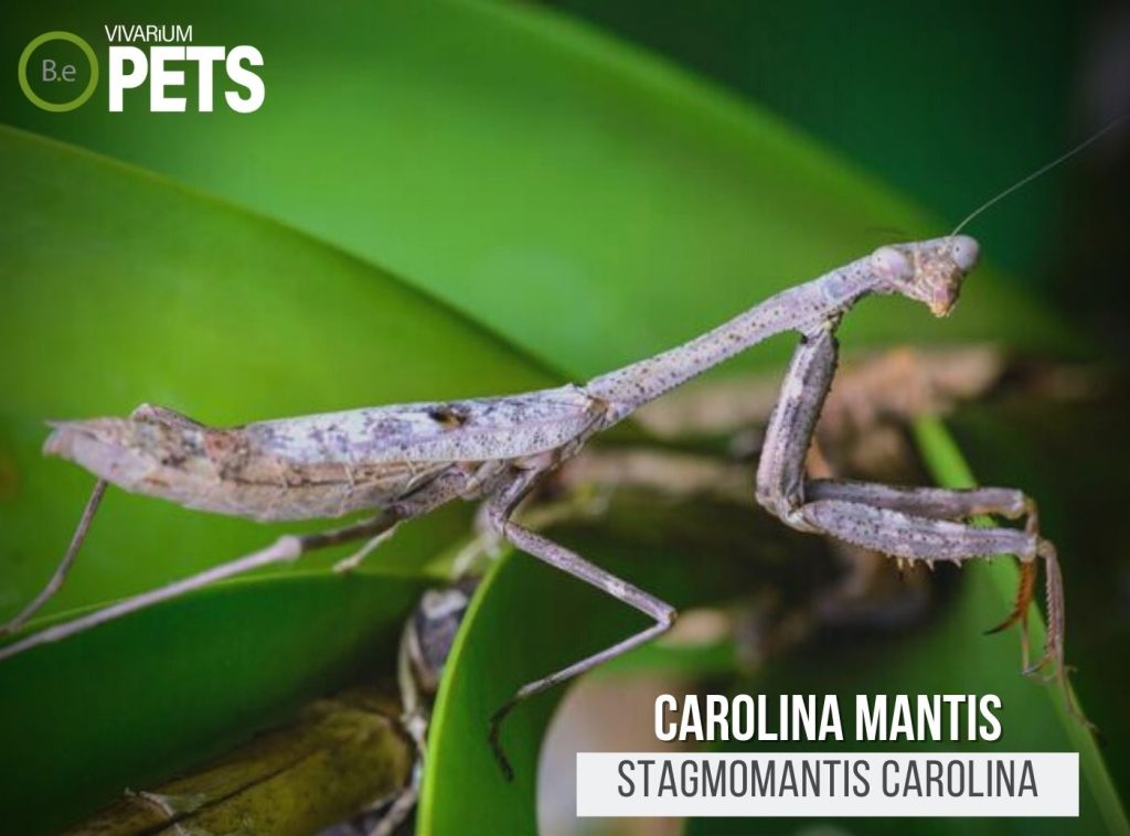 Carolina Mantis A Full Stagmomantis Carolina Care Guide!