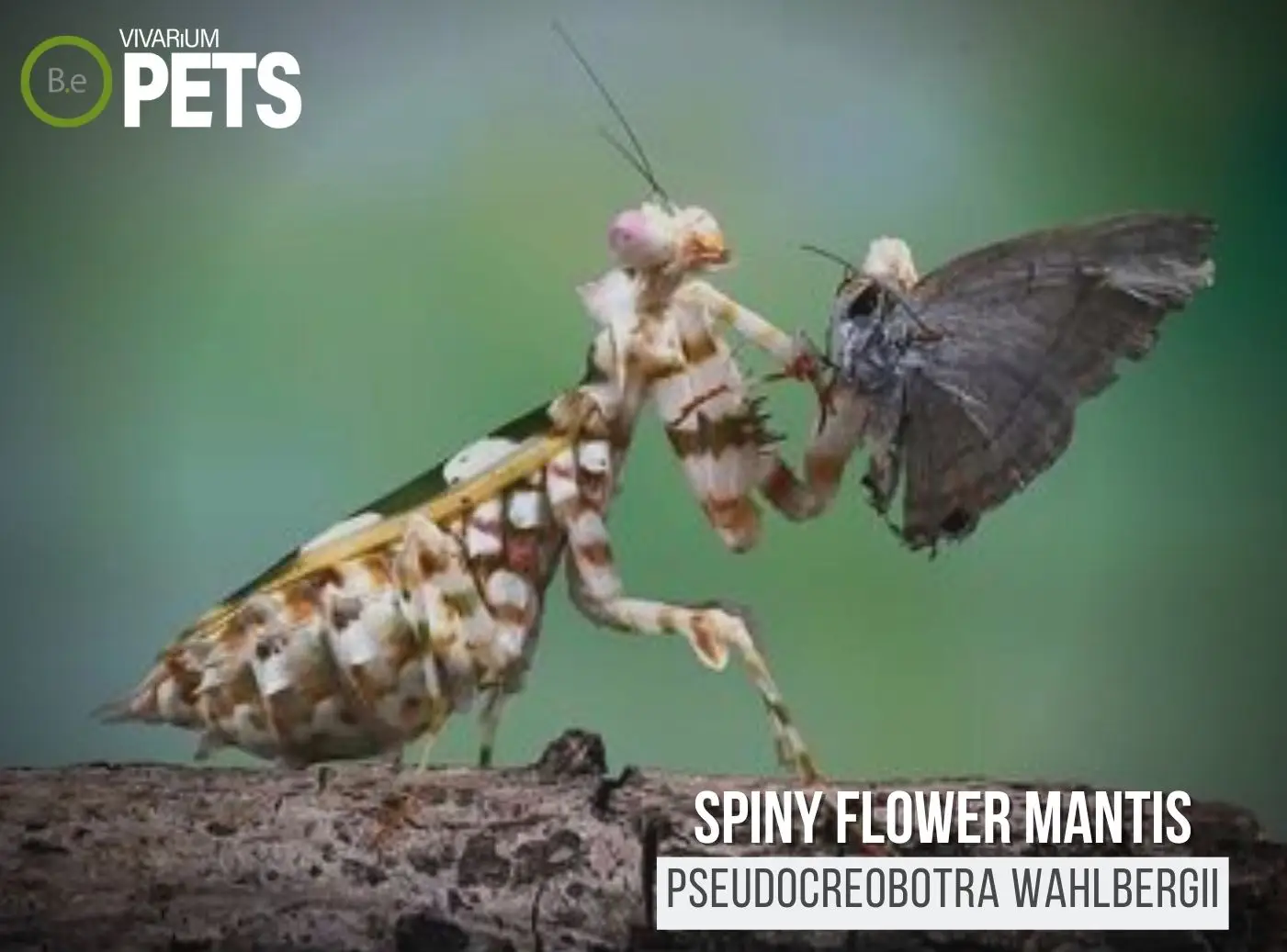 Spiny Flower Mantis: The Pseudocreobotra wahlbergii Guide