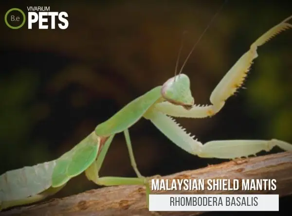 Rhombodera basalis: A Malaysian Shield Mantis Care Guide!