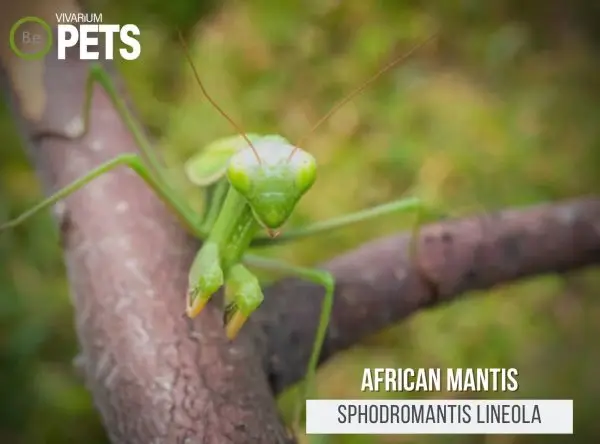 Sphodromantis lineola: The Ultimate African Mantis Guide!