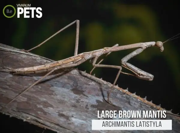 Archimantis latistyla: The Large Brown Mantis Care Guide