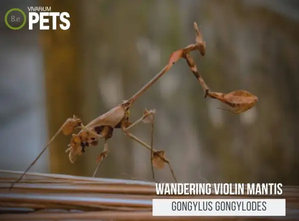 Gongylus gongylodes: Wandering Violin Mantis Care Guide