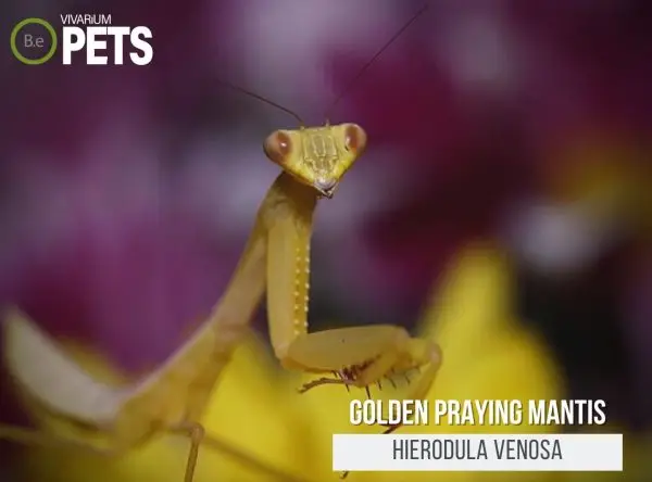Hierodula venosa: A Golden Praying Mantis Care Guide!