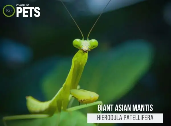 Hierodula patellifera: The Giant Asian Mantis Care Guide!
