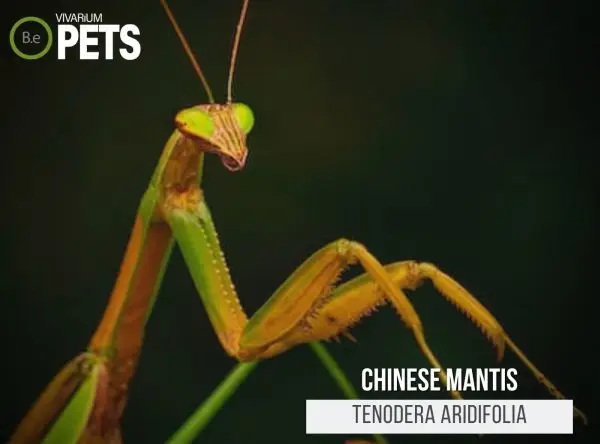 Chinese Mantis: A Complete Tenodera aridifolia Care Guide