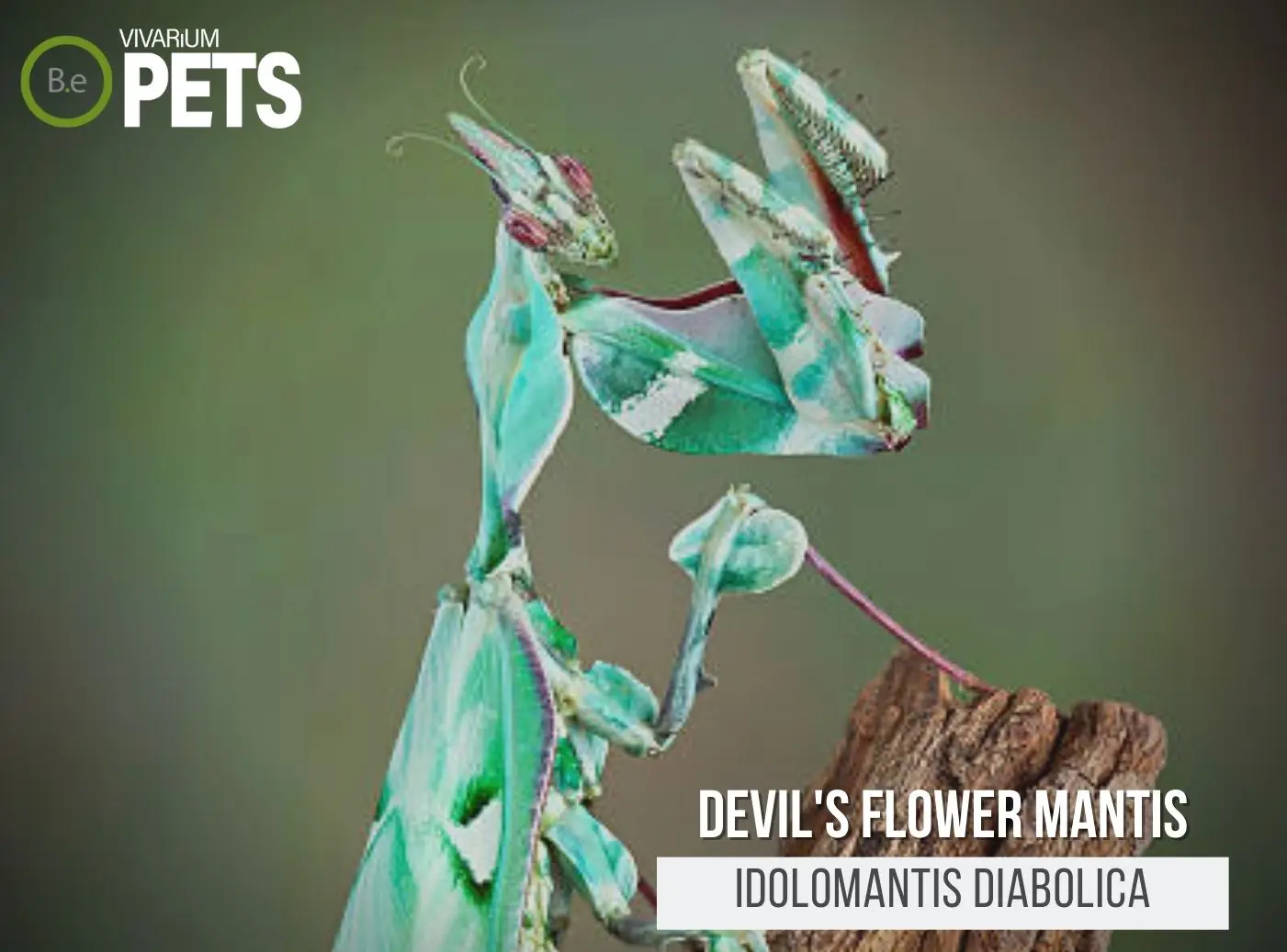 Devil's Flower Mantis: The Idolomantis diabolica Care Guide