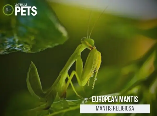 Mantis religiosa: A Complete European Mantis Care Guide!