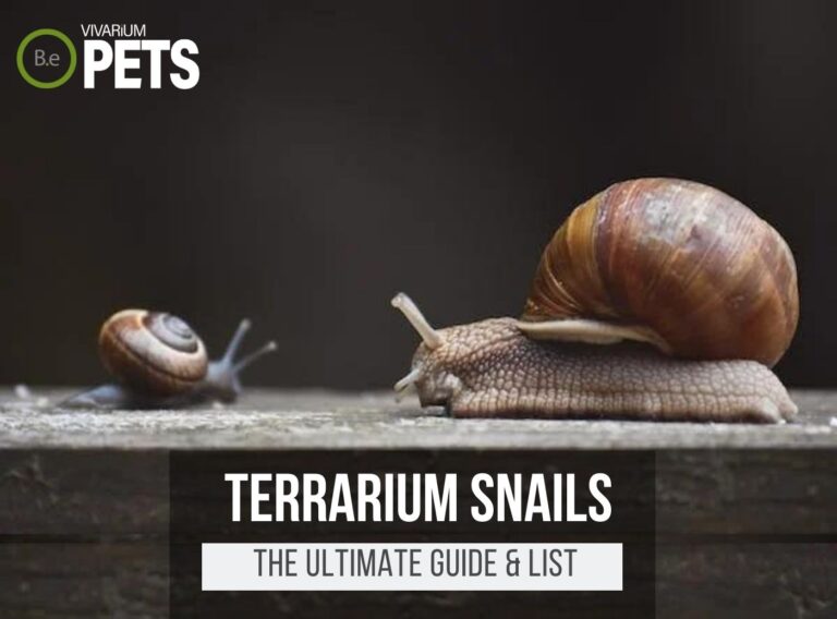 9 Types Of Terrarium Snails (Big & Small) + Care & Setup