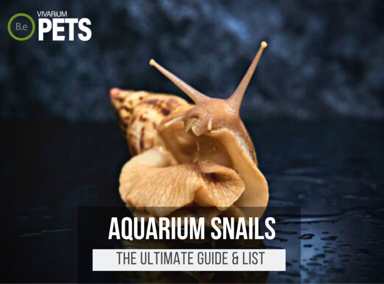 9 Types Of Freshwater Aquarium Snails + Care & Setup Tips
