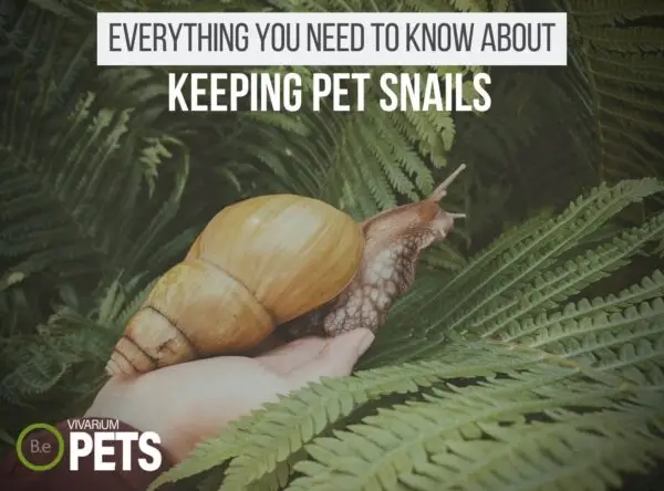 A Complete Pet Snails Guide + 18 Cute Snails Worth Keeping!