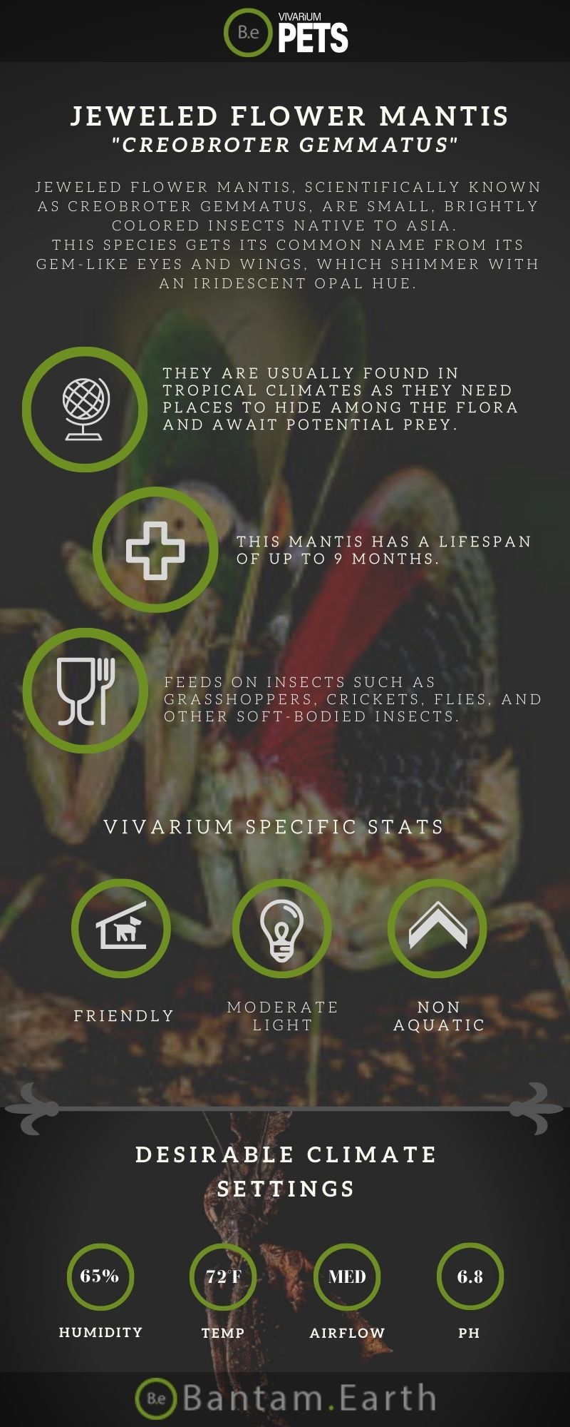 Creobroter Gemmatus Jeweled Flower Mantis Care Guide