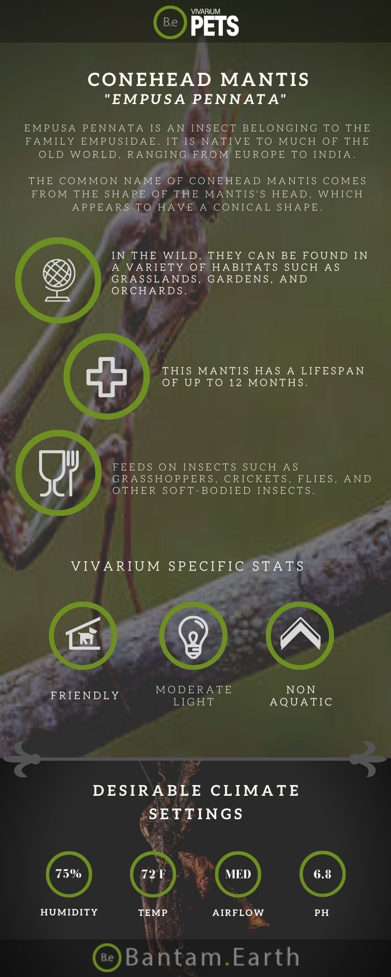 Empusa Pennata A Complete Conehead Mantis Care Guide!