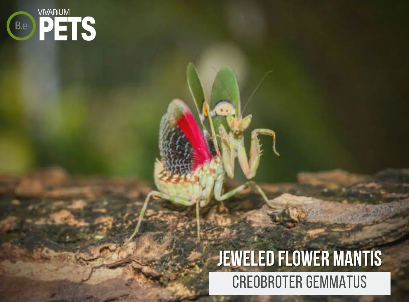 Creobroter gemmatus: Jeweled Flower Mantis Care Guide
