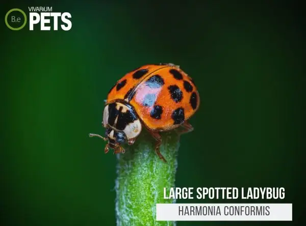 Harmonia conformis: A Large Spotted Ladybird Care Guide!