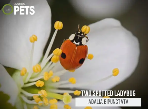 Adalia bipunctata: A Complete Two-spot Ladybug Guide!