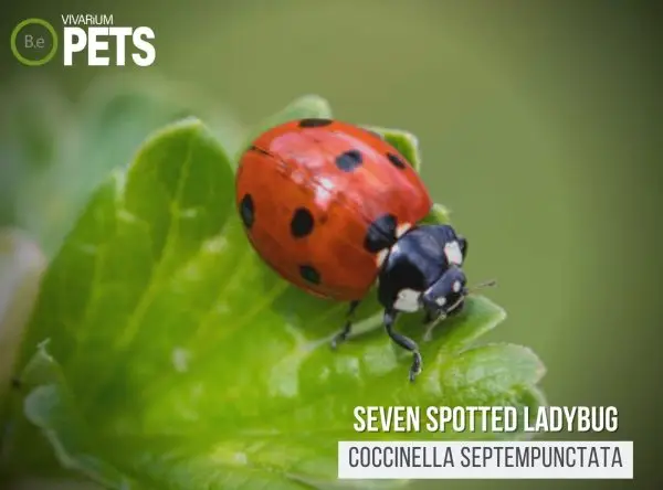 Coccinella septempunctata: A Seven-spot Ladybug Guide!
